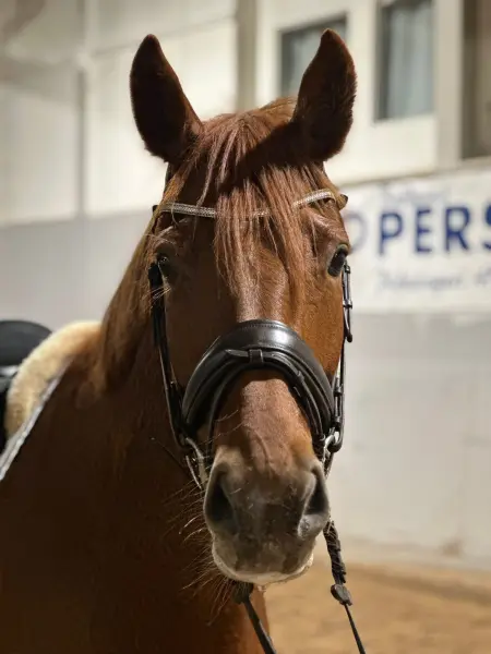 Dakota NN — Swb · Mare · 6y