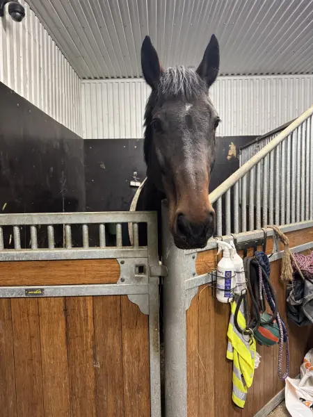 Empress EG — Swb · Mare · 19y