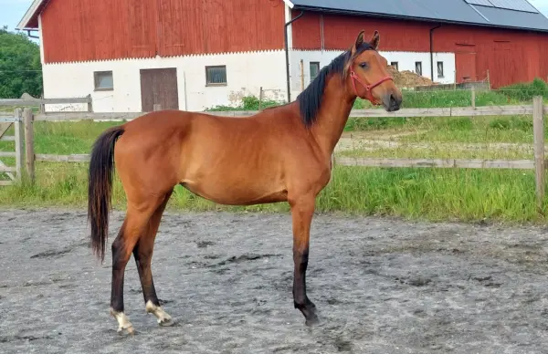 Fresia van S — Swb · Mare · 3y